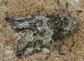 Mottled Prominent